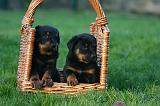 BEAUCERON - PUPPIES 359